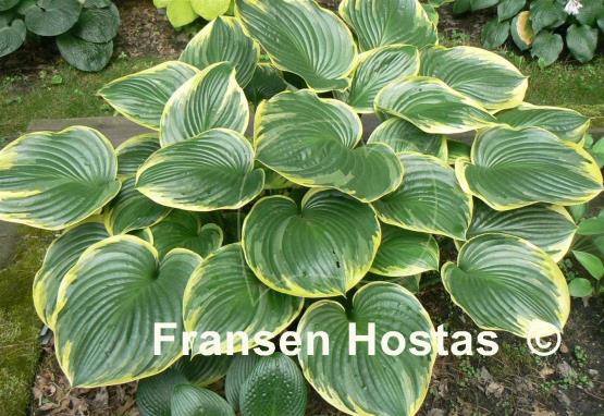 Hosta All That Jazz